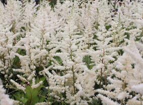 Čechrava japonská 'Irrlicht' - Astilbe japonica 'Irrlicht'