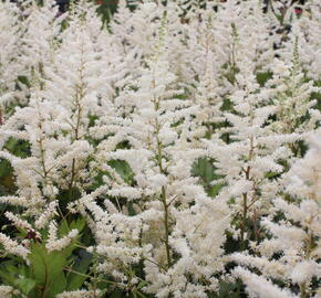 Čechrava japonská 'Irrlicht' - Astilbe japonica 'Irrlicht'