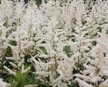 Čechrava japonská 'Irrlicht'