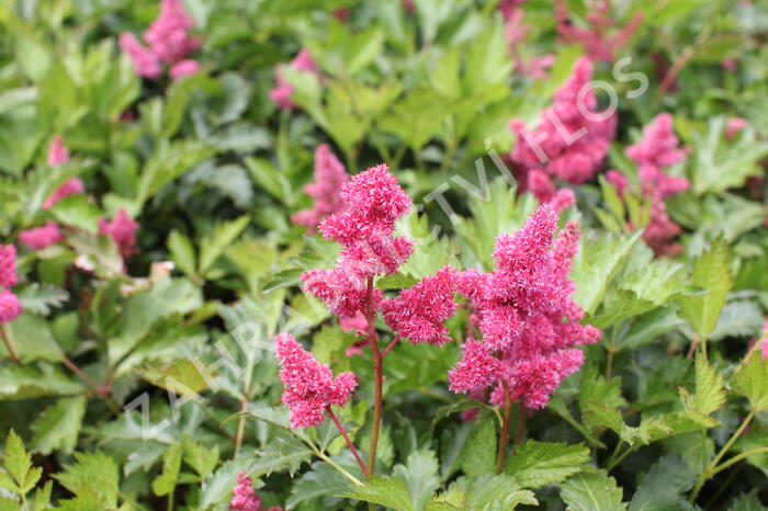 Čechrava Arendsova 'Burgundy Red' - Astilbe arendsii 'Burgundy Red'