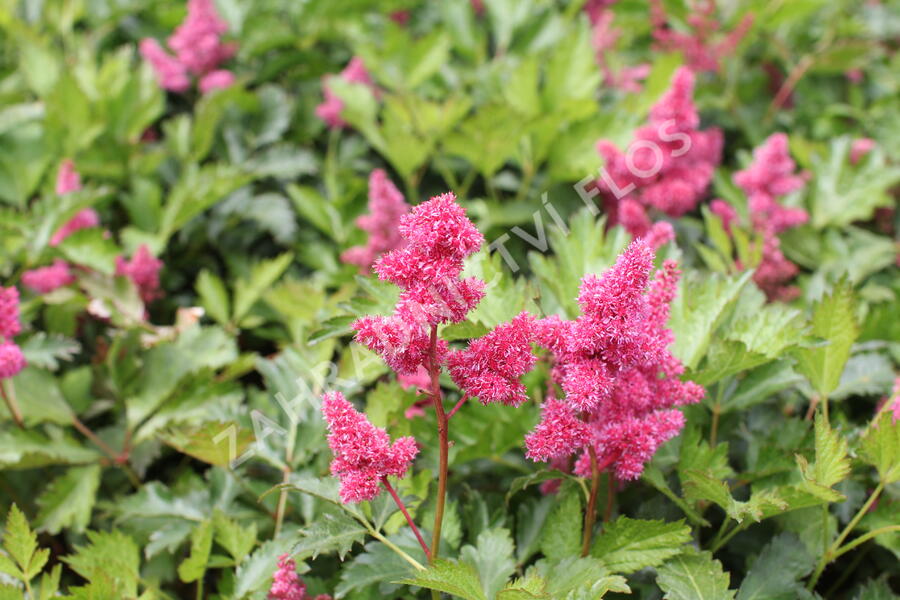 Čechrava Arendsova 'Burgundy Red' - Astilbe arendsii 'Burgundy Red'