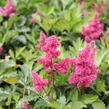 Čechrava Arendsova 'Burgundy Red' - Astilbe arendsii 'Burgundy Red'