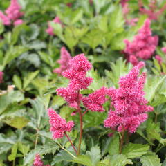 Čechrava Arendsova 'Burgundy Red' - Astilbe arendsii 'Burgundy Red'