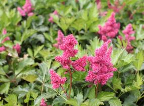 Čechrava Arendsova 'Burgundy Red' - Astilbe arendsii 'Burgundy Red'