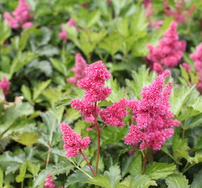 Čechrava Arendsova 'Burgundy Red' - Astilbe arendsii 'Burgundy Red'