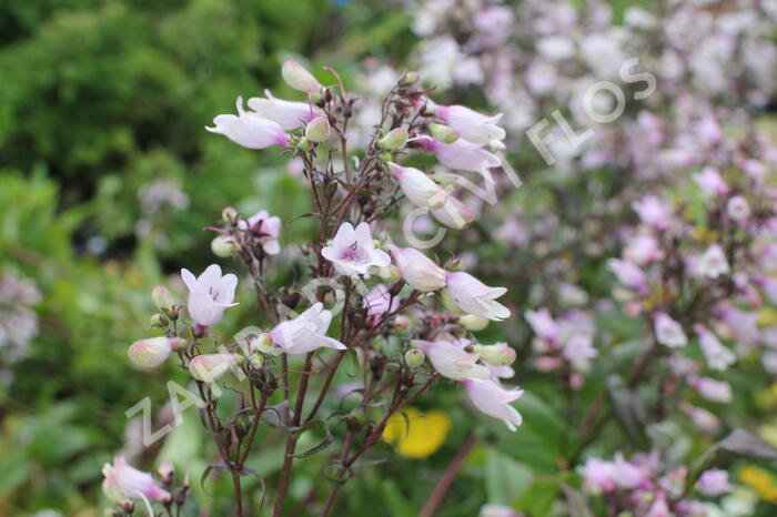 Dračík 'Dakota™ Verde' - Penstemon 'Dakota™ Verde'
