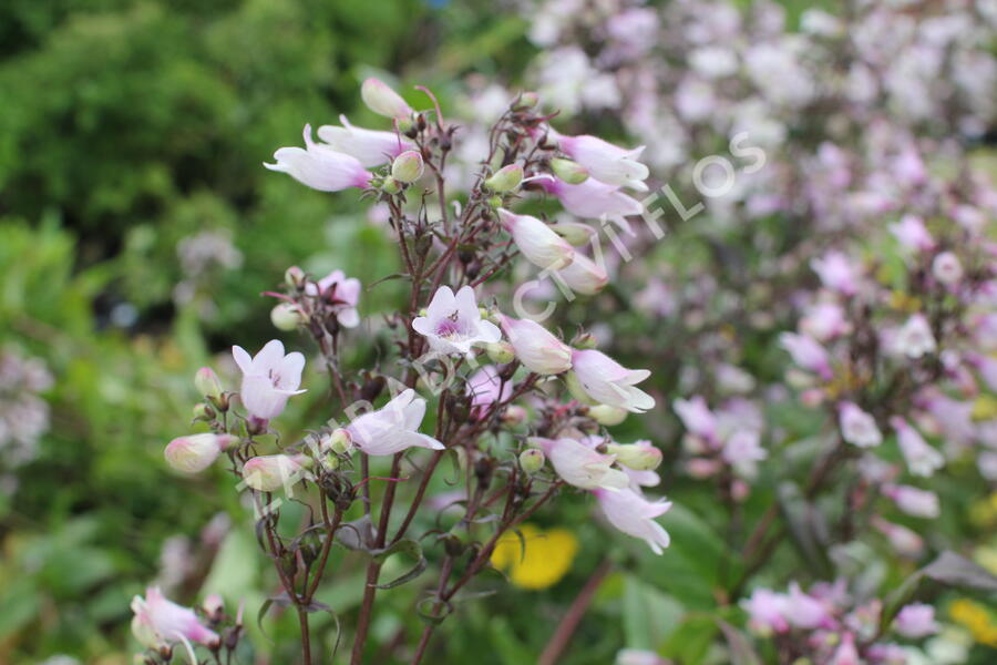 Dračík 'Dakota™ Verde' - Penstemon 'Dakota™ Verde'
