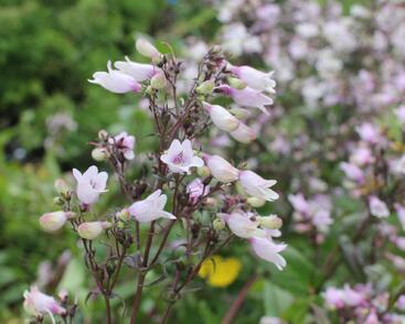 Dračík 'Dakota™ Verde'