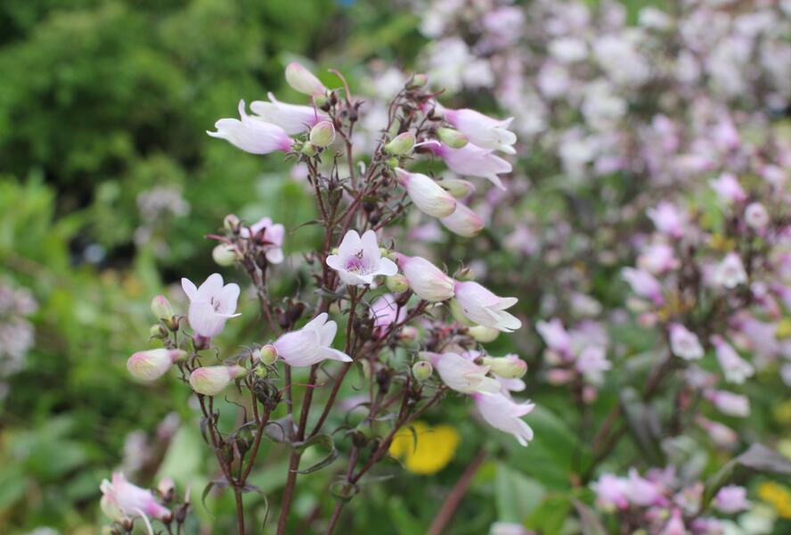 Dračík 'Dakota™ Verde' - Penstemon 'Dakota™ Verde'