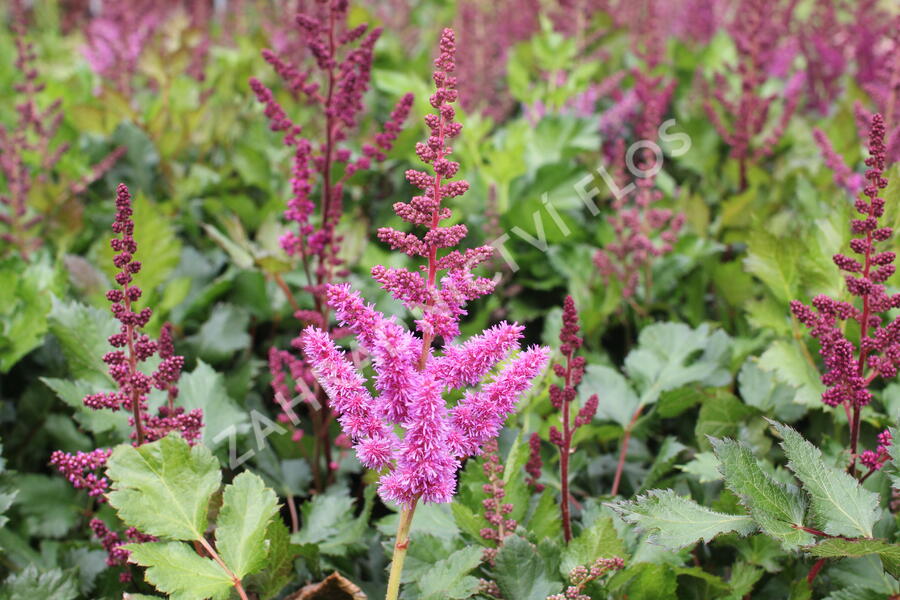 Čechrava čínská 'Visions in Red' - Astilbe chinensis 'Visions in Red'