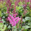 Čechrava čínská 'Visions in Red' - Astilbe chinensis 'Visions in Red'