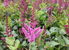 Čechrava čínská 'Visions in Red' - Astilbe chinensis 'Visions in Red'