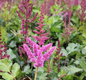 Čechrava čínská 'Visions in Red' - Astilbe chinensis 'Visions in Red'