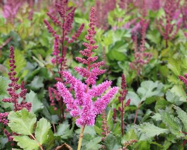 Čechrava čínská 'Visions in Red'