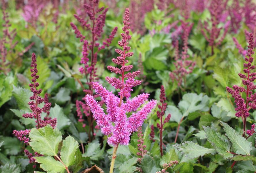 Čechrava čínská 'Visions in Red' - Astilbe chinensis 'Visions in Red'