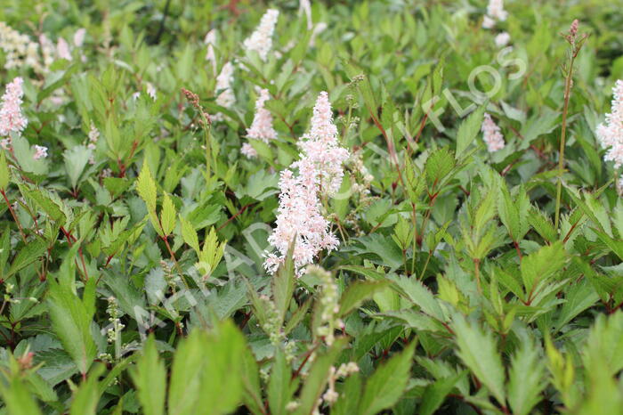 Čechrava japonská 'Peach Blossom' - Astilbe japonica 'Peach Blossom'