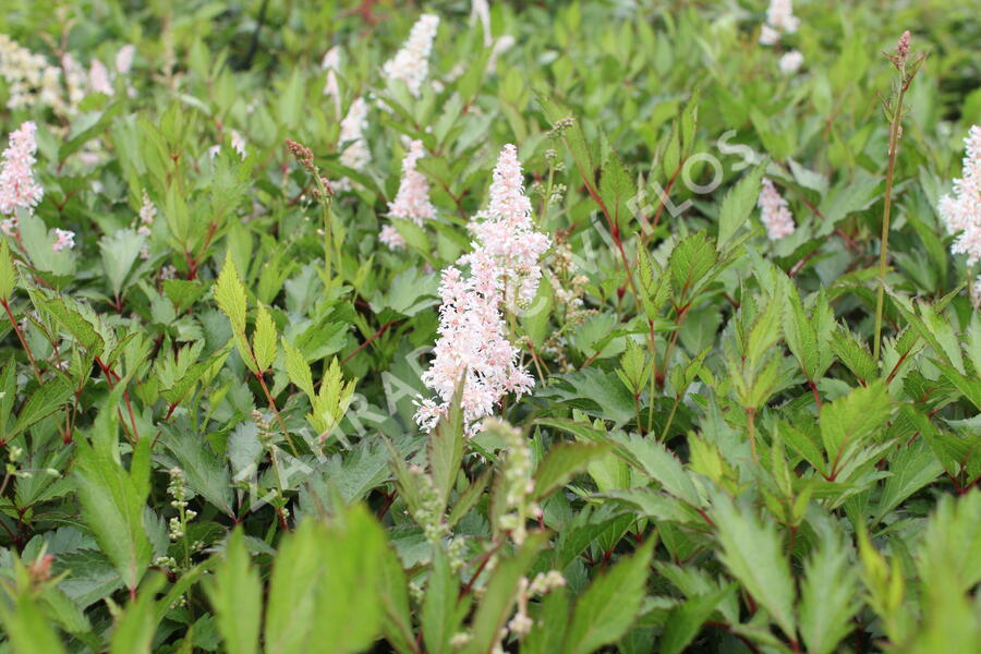 Čechrava japonská 'Peach Blossom' - Astilbe japonica 'Peach Blossom'