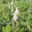 Čechrava japonská 'Peach Blossom' - Astilbe japonica 'Peach Blossom'