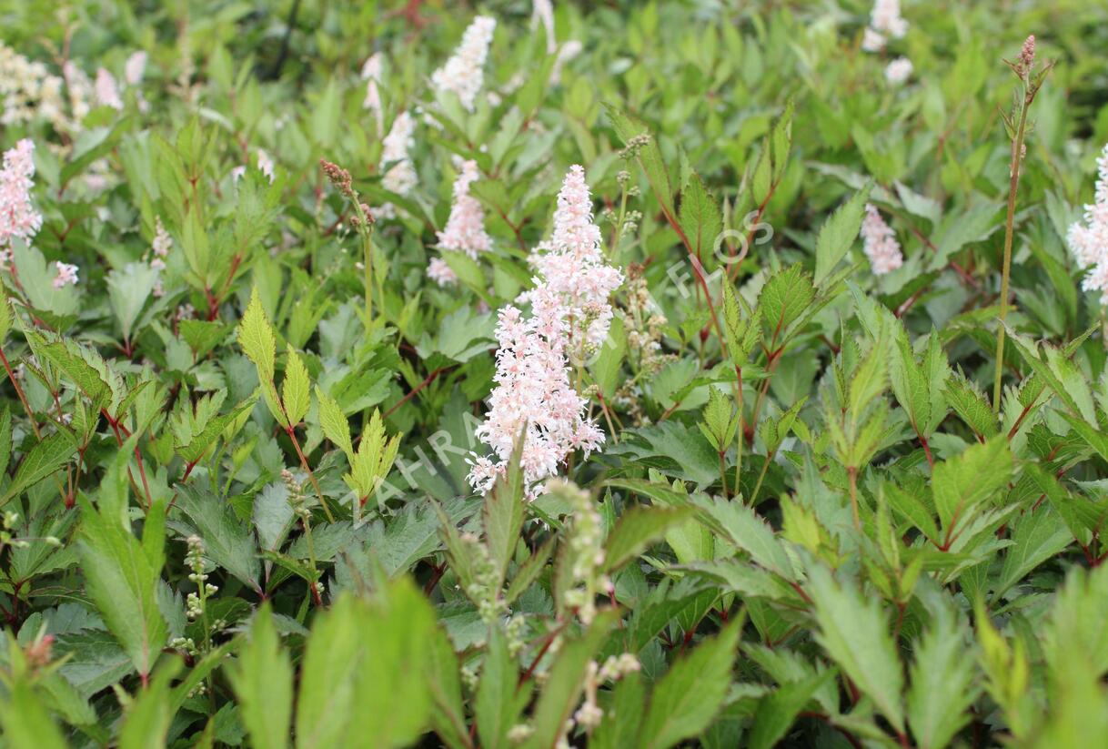 Čechrava japonská 'Peach Blossom' - Astilbe japonica 'Peach Blossom'