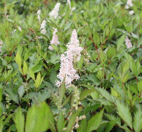 Čechrava japonská 'Peach Blossom' - Astilbe japonica 'Peach Blossom'