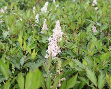 Čechrava japonská 'Peach Blossom'