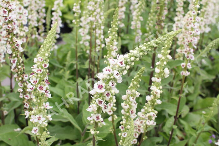 Divizna černá 'Album' - Verbascum nigrum 'Album'