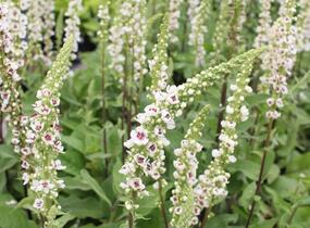 Divizna černá 'Album' - Verbascum nigrum 'Album'