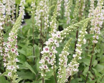 Divizna černá 'Album'