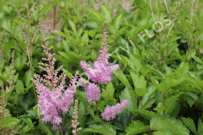 Čechrava Arendsova 'Cattleya' - Astilbe arendsii 'Cattleya'
