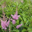 Čechrava Arendsova 'Cattleya' - Astilbe arendsii 'Cattleya'