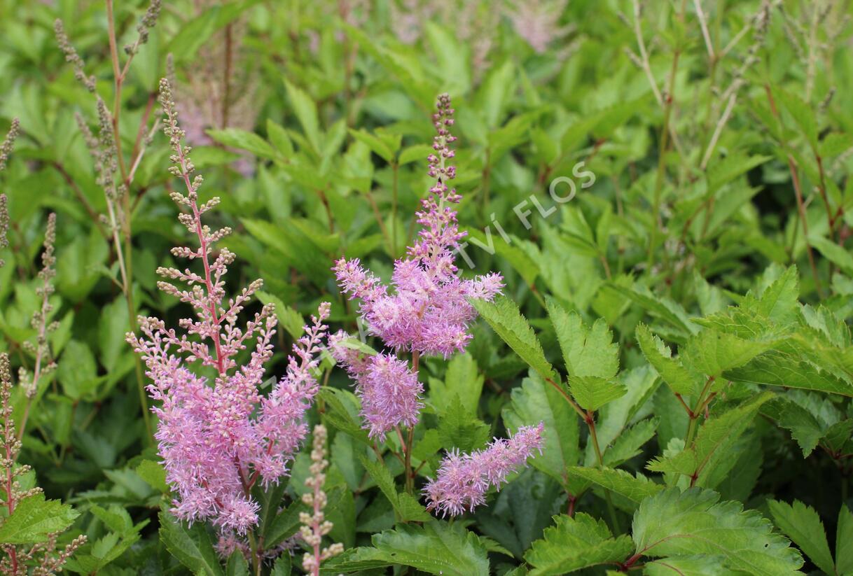 Čechrava Arendsova 'Cattleya' - Astilbe arendsii 'Cattleya'