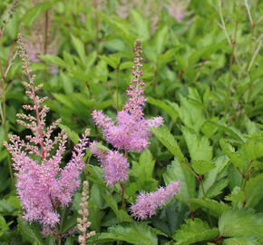 Čechrava Arendsova 'Cattleya' - Astilbe arendsii 'Cattleya'