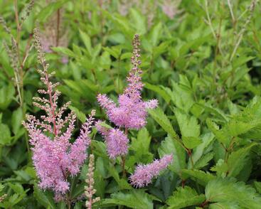 Čechrava Arendsova 'Cattleya'