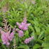 cechrava-arendsova-cattleya.jpg