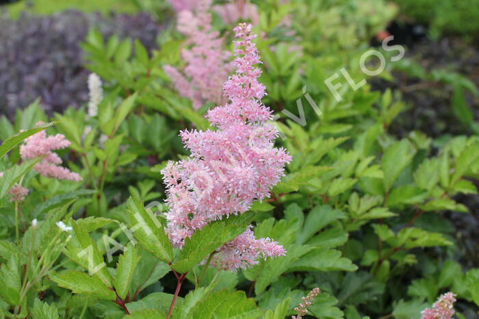 Čechrava japonská 'Rheinland' - Astilbe japonica 'Rheinland'