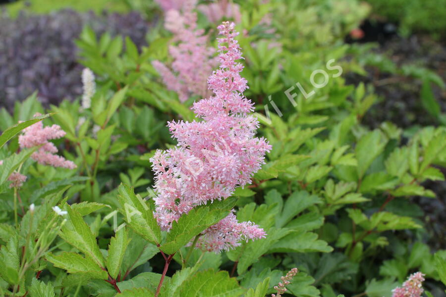 Čechrava japonská 'Rheinland' - Astilbe japonica 'Rheinland'