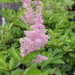 Čechrava japonská 'Rheinland' - Astilbe japonica 'Rheinland'