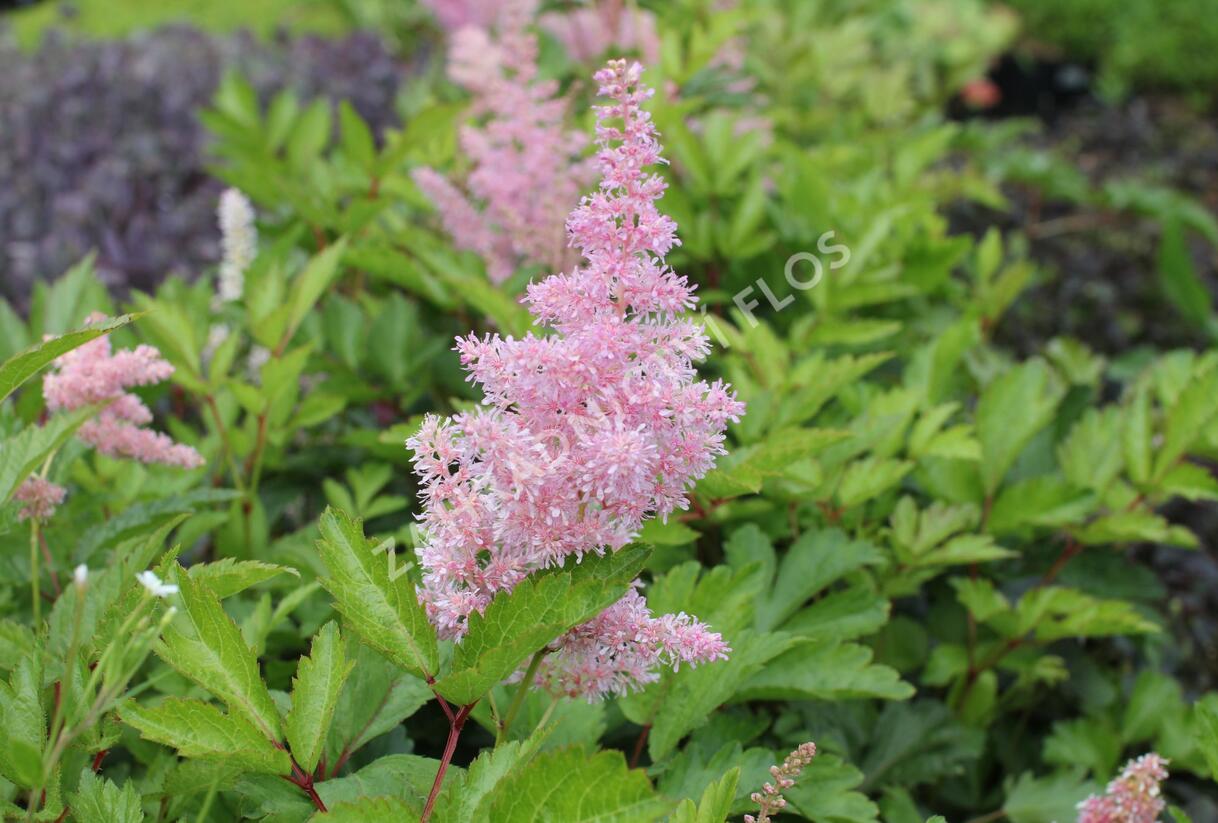 Čechrava japonská 'Rheinland' - Astilbe japonica 'Rheinland'