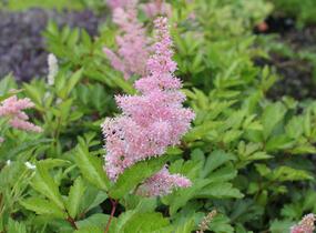 Čechrava japonská 'Rheinland' - Astilbe japonica 'Rheinland'
