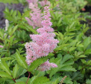 Čechrava japonská 'Rheinland' - Astilbe japonica 'Rheinland'