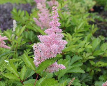 Čechrava japonská 'Rheinland'