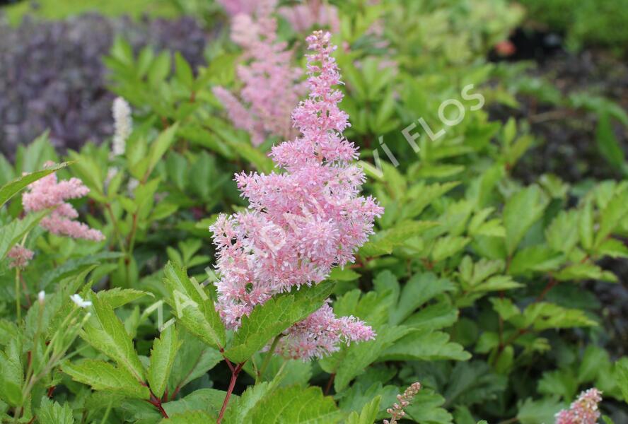 Čechrava japonská 'Rheinland' - Astilbe japonica 'Rheinland'