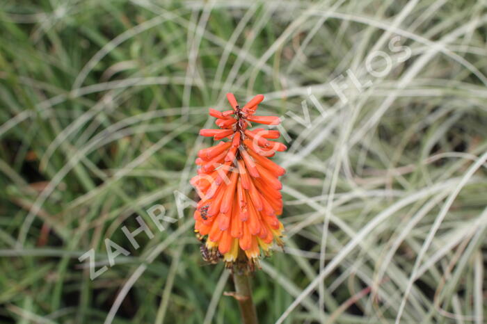 Kleopatřina jehla 'Royal Standard' - Kniphofia uvaria 'Royal Standard'