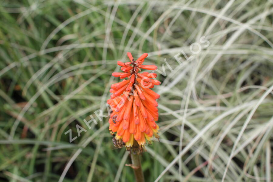 Kleopatřina jehla 'Royal Standard' - Kniphofia uvaria 'Royal Standard'