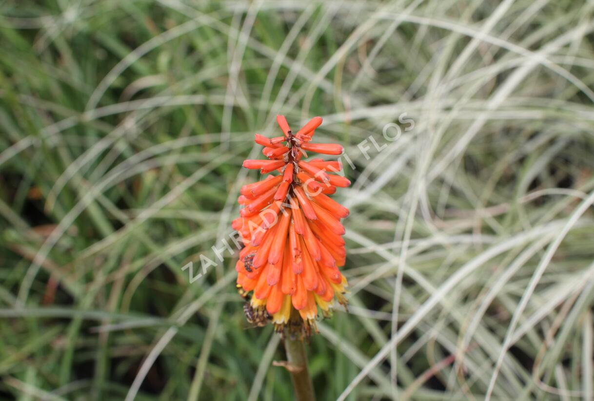 Kleopatřina jehla 'Royal Standard' - Kniphofia uvaria 'Royal Standard'