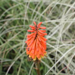 Kleopatřina jehla 'Royal Standard' - Kniphofia uvaria 'Royal Standard'