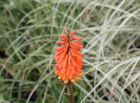 Kleopatřina jehla 'Royal Standard' - Kniphofia uvaria 'Royal Standard'