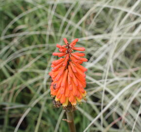 Kleopatřina jehla 'Royal Standard' - Kniphofia uvaria 'Royal Standard'