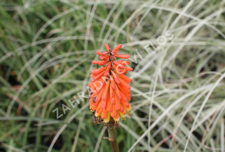Kleopatřina jehla 'Royal Standard' - Kniphofia uvaria 'Royal Standard'