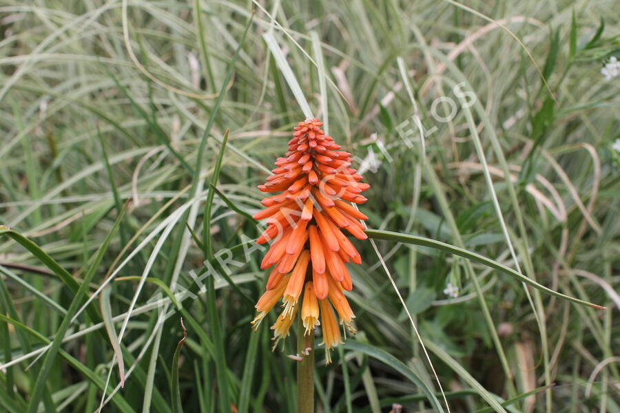 Kleopatřina jehla 'Royal Standard' - Kniphofia uvaria 'Royal Standard'